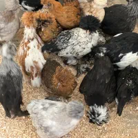 فروش جوجه لهستانی یک ماهه