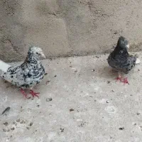 کبوتر سرور دمسفید
