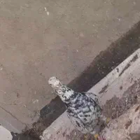 هفرنگ نرماده کاکلی به شرط