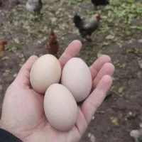 تخم مرغ سالم