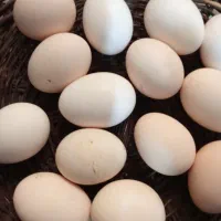 فروش روزانه تخم مرغ محلی ارگانیک
