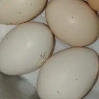 تخم مرغ محلی نژاد کوشین ومرندی