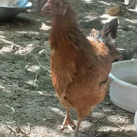 تخم مرغ نطفه دار ومرغ