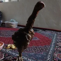مرغ لاری اصل