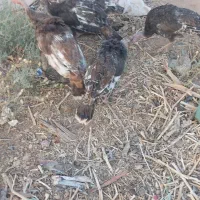 ۶عدد بوقلمون