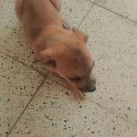 توله سگ پاکوتاه