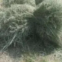 علف یونجه