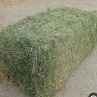 خوراک دام