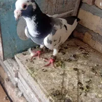 کبوتر