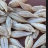 جو سیاه دیمی بذری