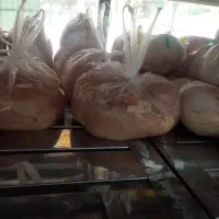 فروش شینسل مرغ شمال