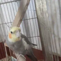 عروس هلندی نر سالم