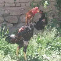 خروس اوشامو