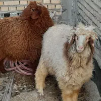 بره چاق و خوش خوراک