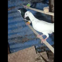 کبوتر پرنده
