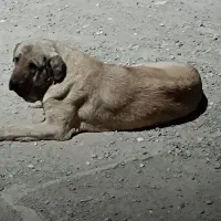 ماده پژدر