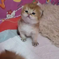 گربه گلد