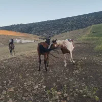 اسب