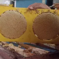 عسل طبیعی