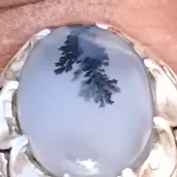 انگشتر شجر