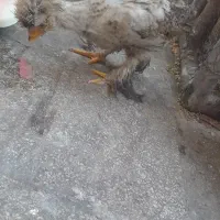خروس لهستانی