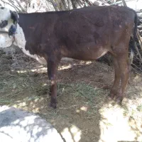 گوساله ماده