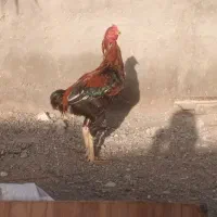 خروس