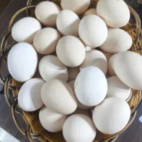 تخم نطفه دار گلین