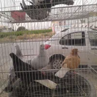 کفتر رنگه سینه دم سفید شامی