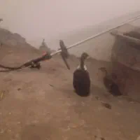 اردک