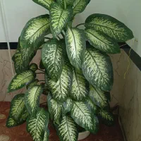 گل زیبا