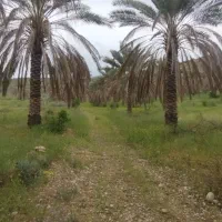 فروش نخل
