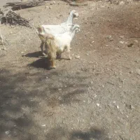 بزجوان