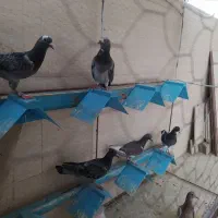 المانی آردن و وانروی