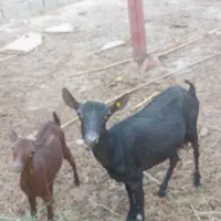 بزمورسیا با بزغاله ماده وتکه سانن یکساله