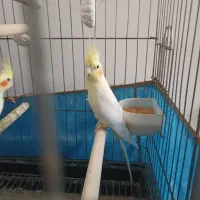 عروس هلندی