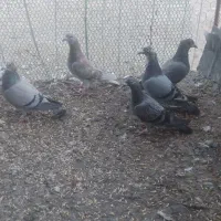 کبوتر دوبر