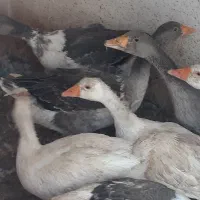 غاز|حیوانات مزرعه|کرمان, |دیوار