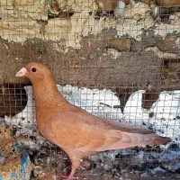 پرنده|پرنده|بم, |دیوار