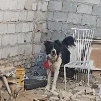 سگ نگهبان