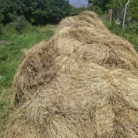 فروش علوفه