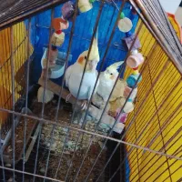 یک جفت عروس زیبا