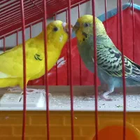 مرغ عشق  درشت و خوش رنگ