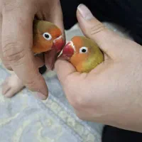 طوطی فیشر