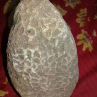 فسیل.|جواهرات|زنجانرود, |دیوار