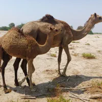 شتر زاییده وآبستن