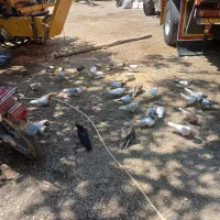 کبوتریوالخ