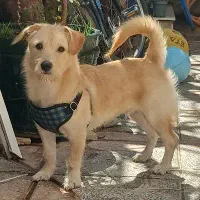 واگذاری سگ نژاد میکس تریر