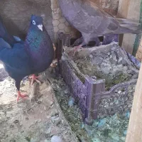 جفت نر سرخ وماده قیل