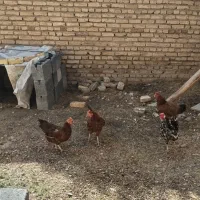 مرغ تخم گذار